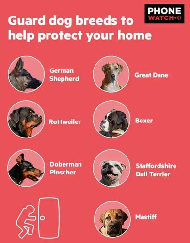 guard-dog-breeds-infographic