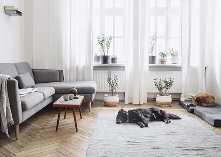 square-pets-at-home