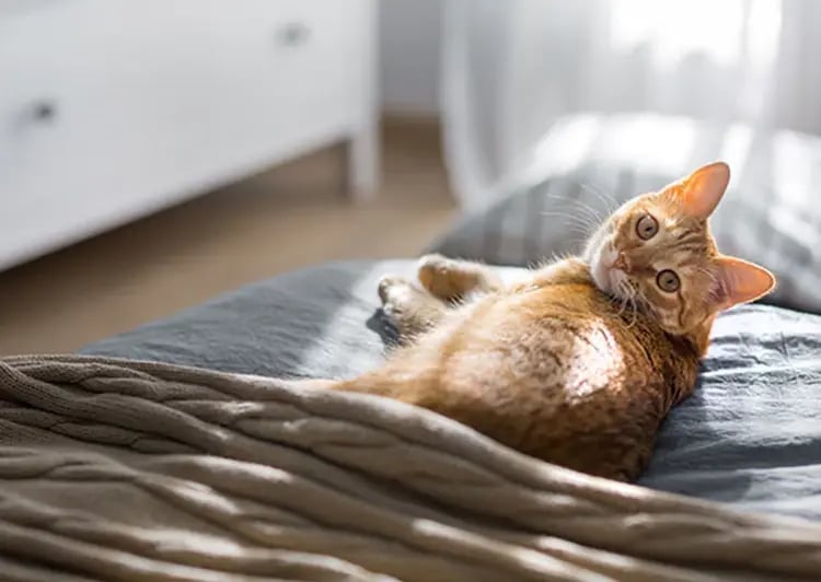 square-video-pets square-video-pets