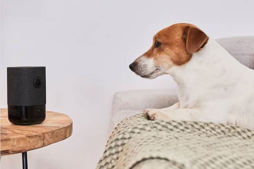 Vigila y protege a tu peludo con tu alarma para casas