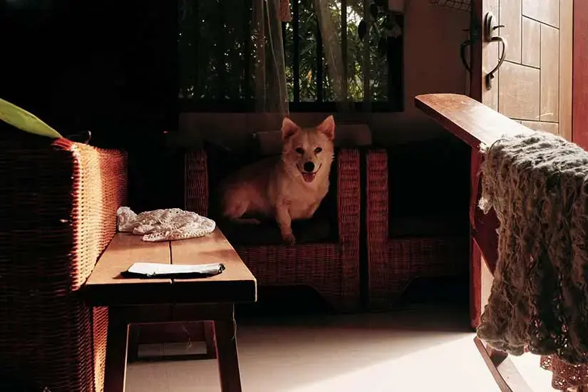 Choosing a pet friendly home security system compatible with your dog or cat