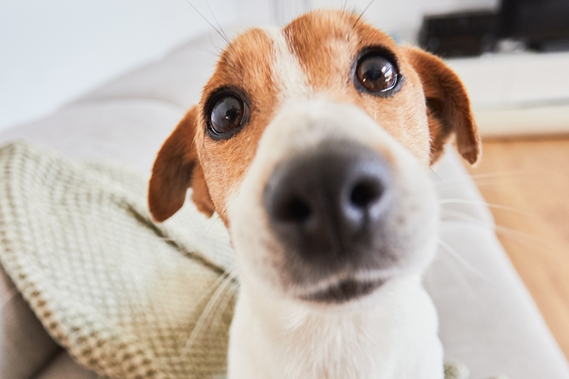 Alarme et animaux : Notre guide complet pour choisir votre alarme en fonction de nos amis à poils.
