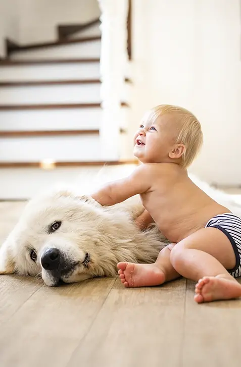 Alarma compatible con mascotas en casa