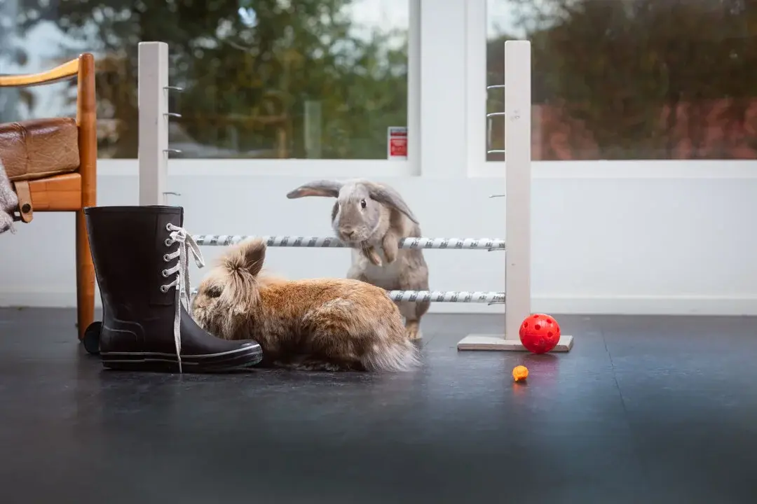 Les alarmes maisons compatibles avec les animaux